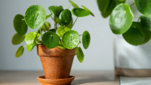 fleur de pilea