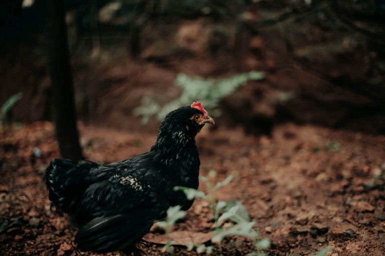 La poulette noire, comment élever cette pondeuse d’exception ?